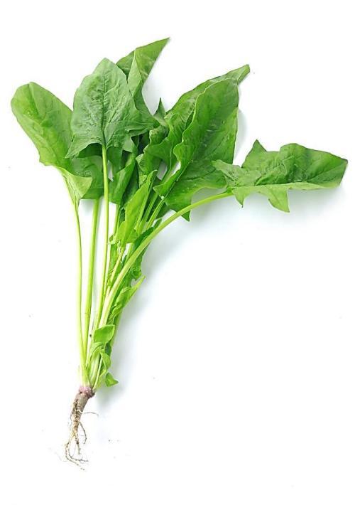 貴陽(yáng)夜間配送蔬菜公司